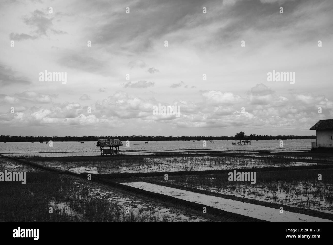 Submerged Rice Rice fields indonesia flooding field hi-res stock photography and ...