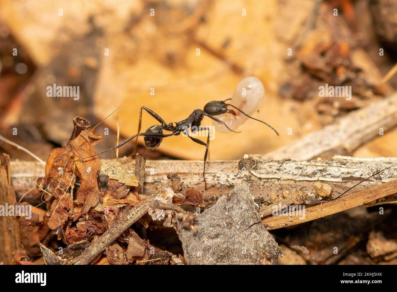 Ant carrying an egg and changing its place to protect it Stock Photo