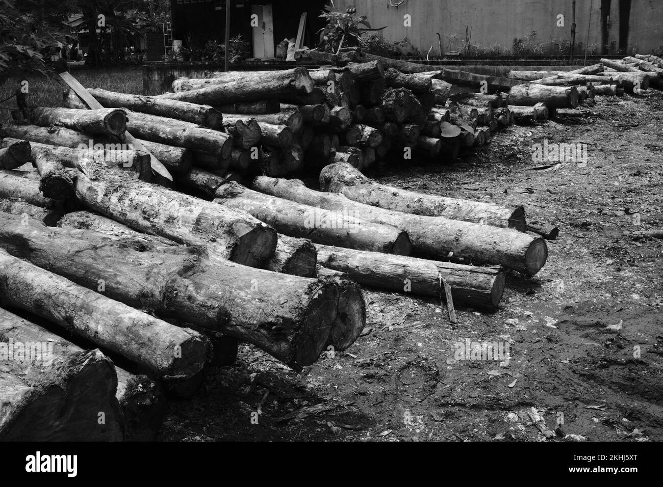 Black and white photo, Monochrome photo of piles of wood from forest logging in Pangandaran - Indonesia Stock Photo