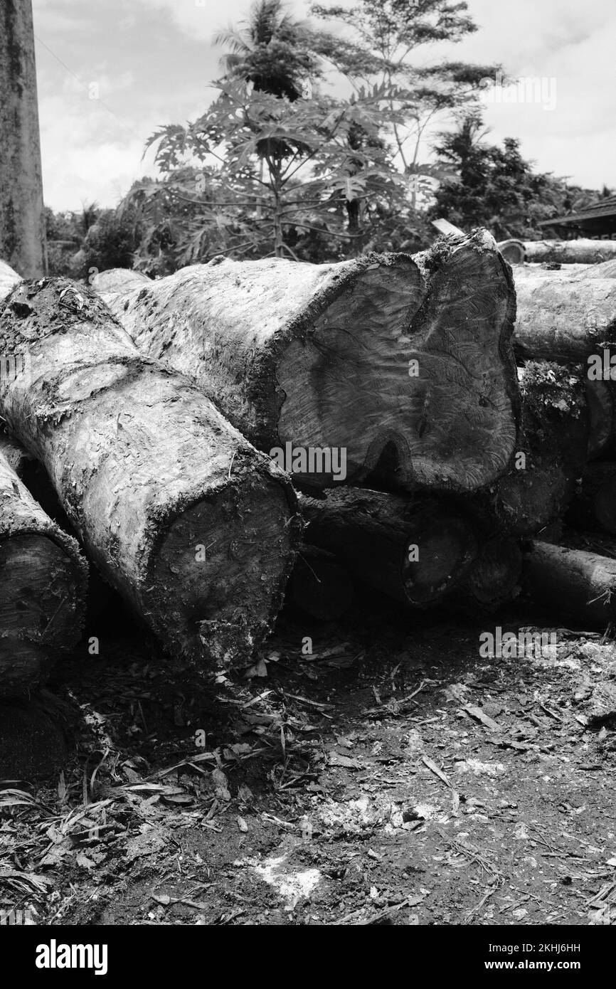 Black and white photo, Monochrome photo of piles of wood from forest logging in Pangandaran - Indonesia Stock Photo