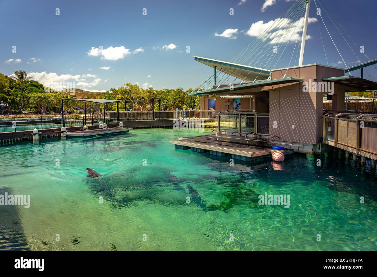 Gold Coast, Queensland, Australia Seal area at Seaworld theme park