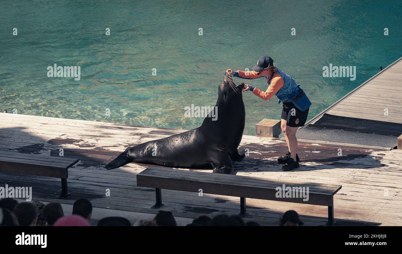 Gold Coast, Queensland, Australia Seal show at Seaworld theme park