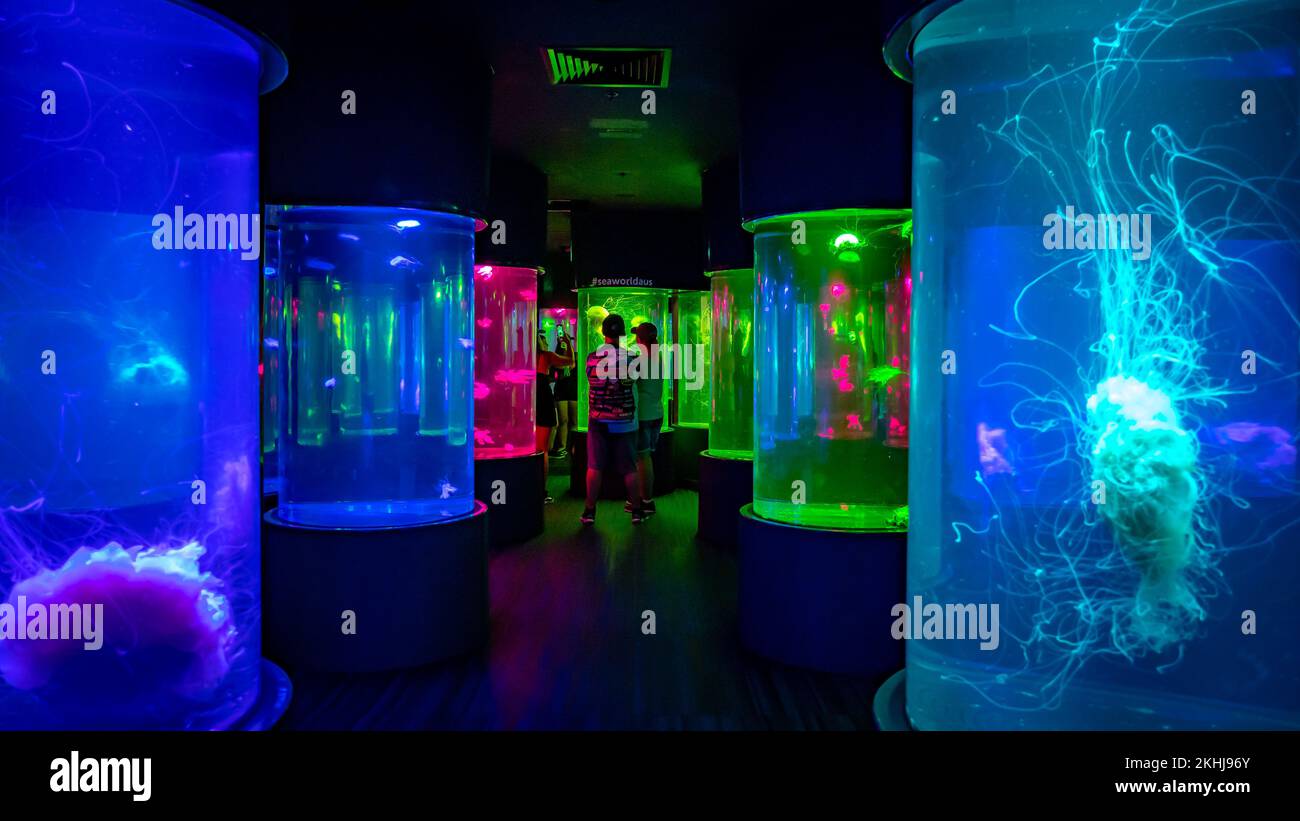 Gold Coast, Queensland, Australia Illuminated jelly fish room at