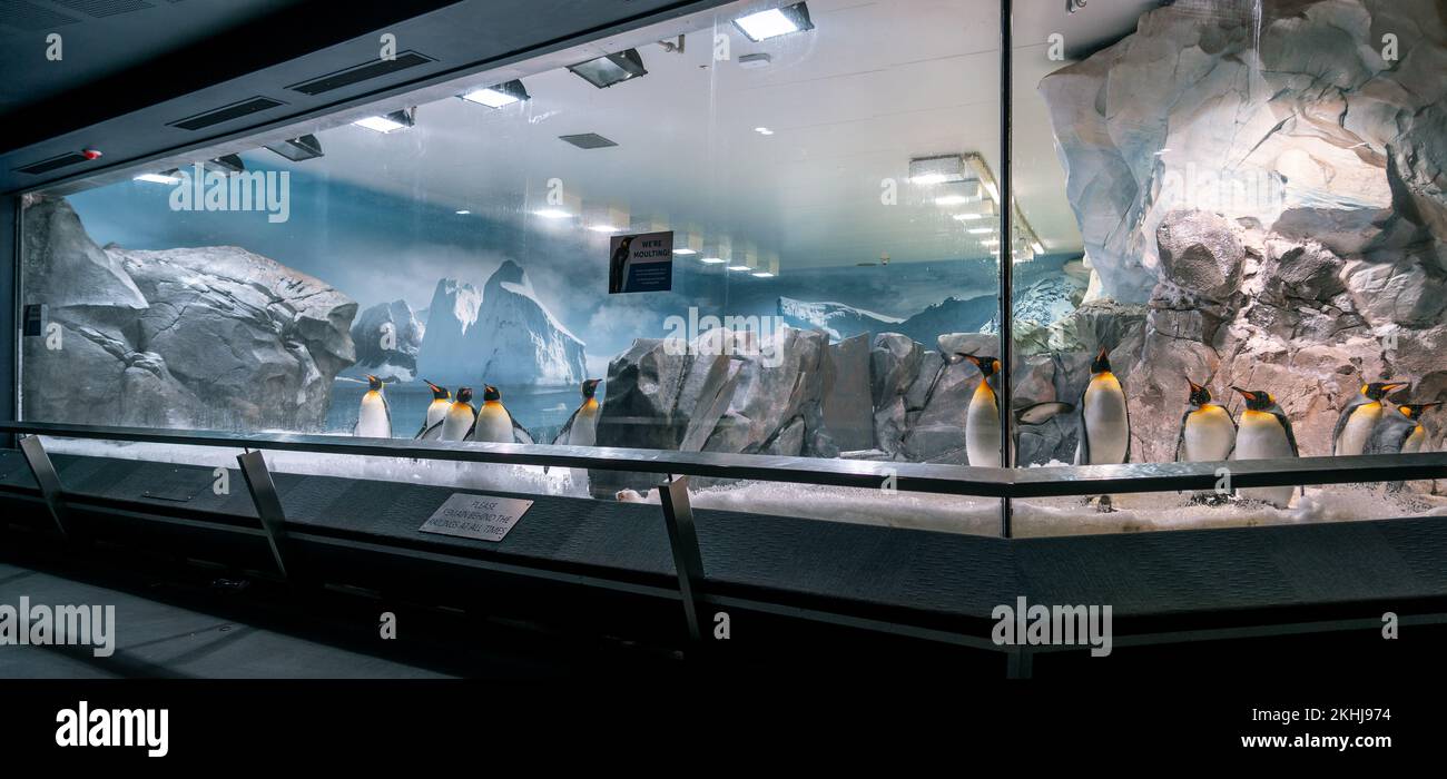 Gold Coast, Queensland, Australia - Arctic penguins behind glass at