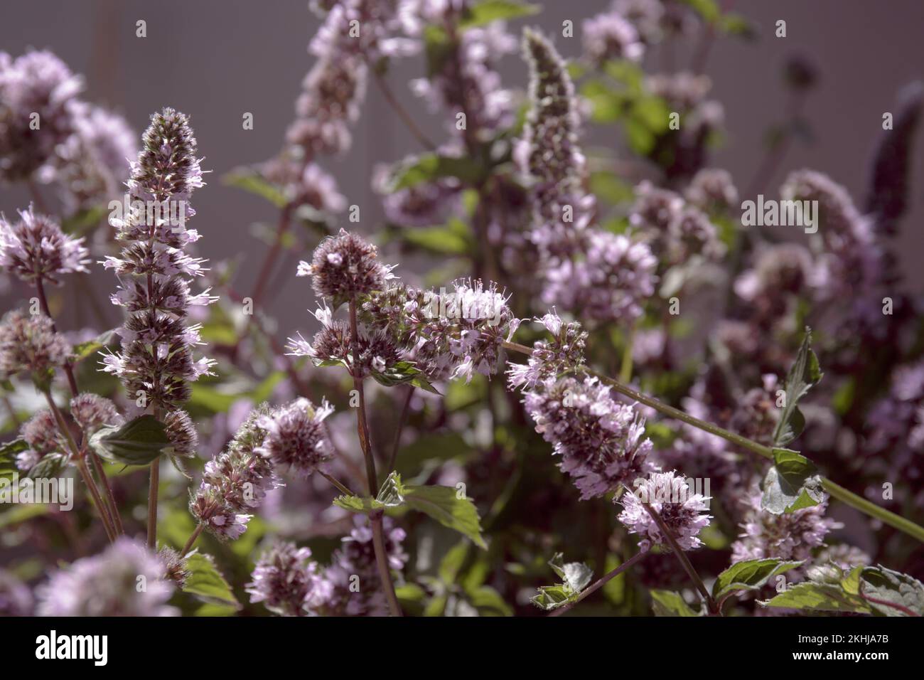 Mentha piperita purple flower. Peppermint. Hybrid mint green plant with purple flowers in garden Stock Photo