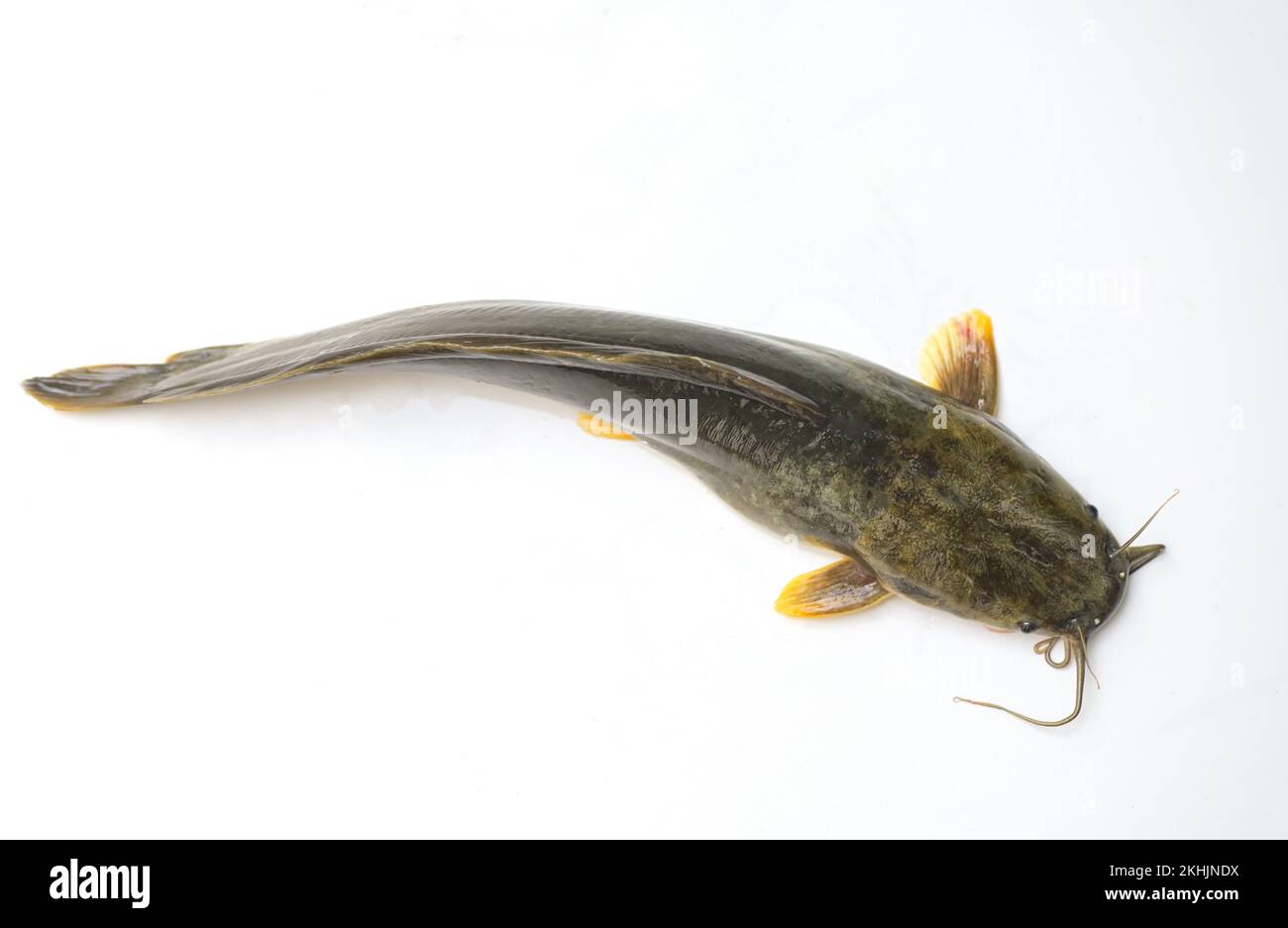 catfish on white background, fresh raw catfish freshwater fish, catfish