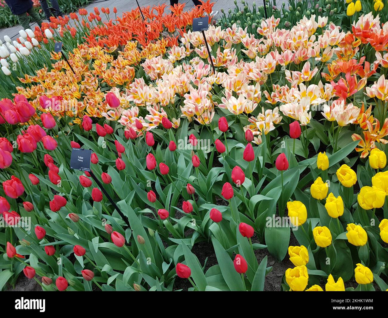 Tulip in Keukenhof Park at Netherlands Stock Photo - Alamy