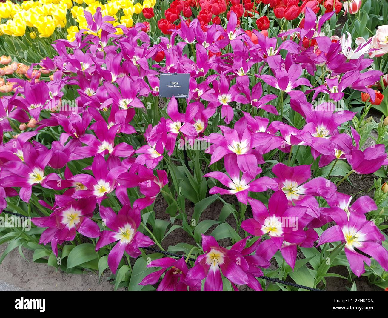 Tulip in Keukenhof Park at Netherlands Stock Photo - Alamy