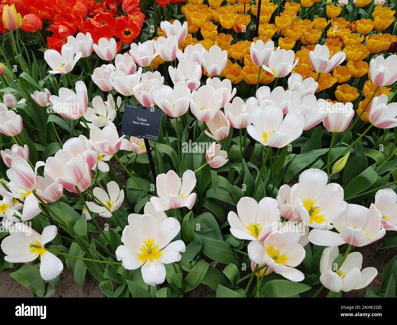 Tulip in Keukenhof Park at Netherlands Stock Photo - Alamy