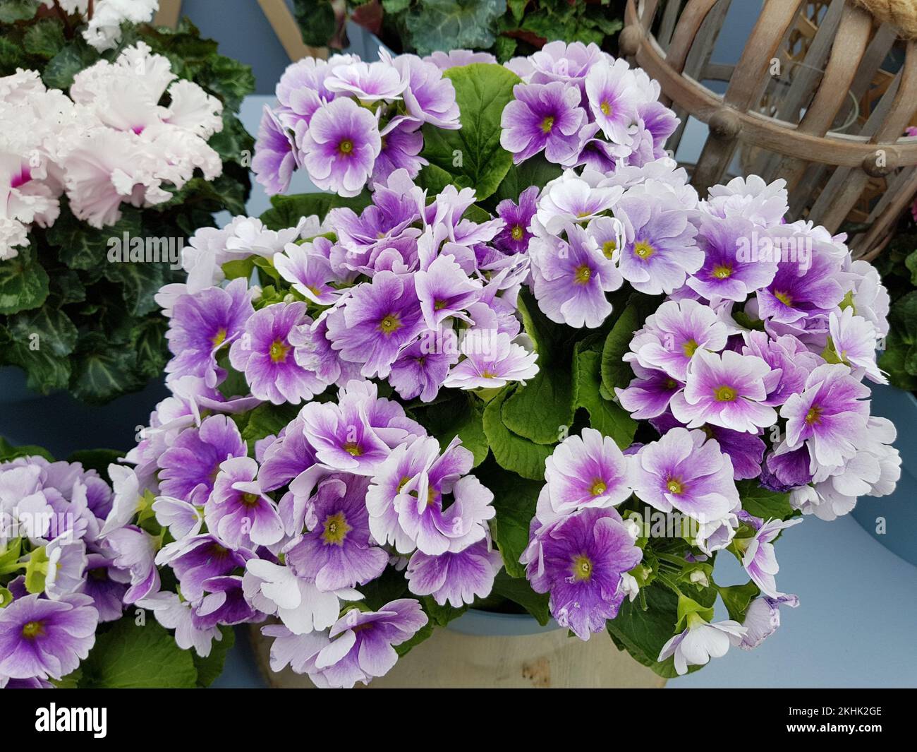 Tulip in Keukenhof Park at Netherlands Stock Photo - Alamy