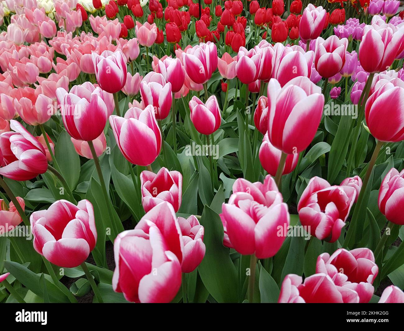 Tulip in Keukenhof Park at Netherlands Stock Photo - Alamy