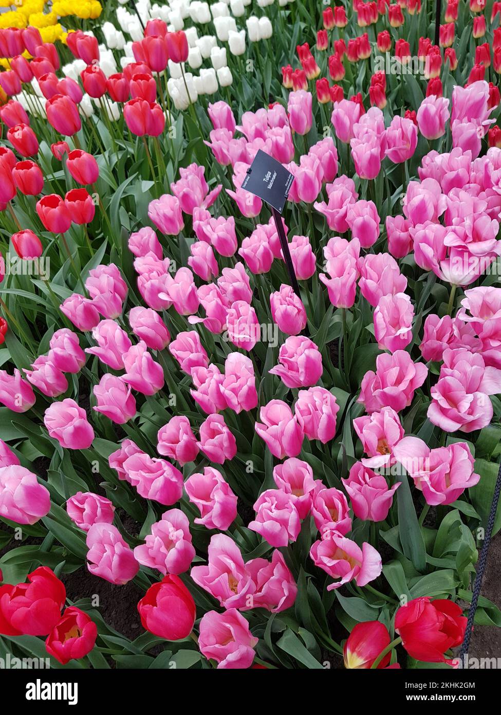 Tulip in Keukenhof Park at Netherlands Stock Photo - Alamy