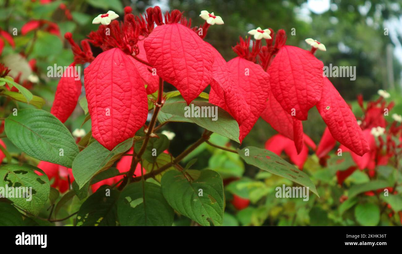 beautiful and amazing red Mussaenda erythrophylla flower Stock Photo
