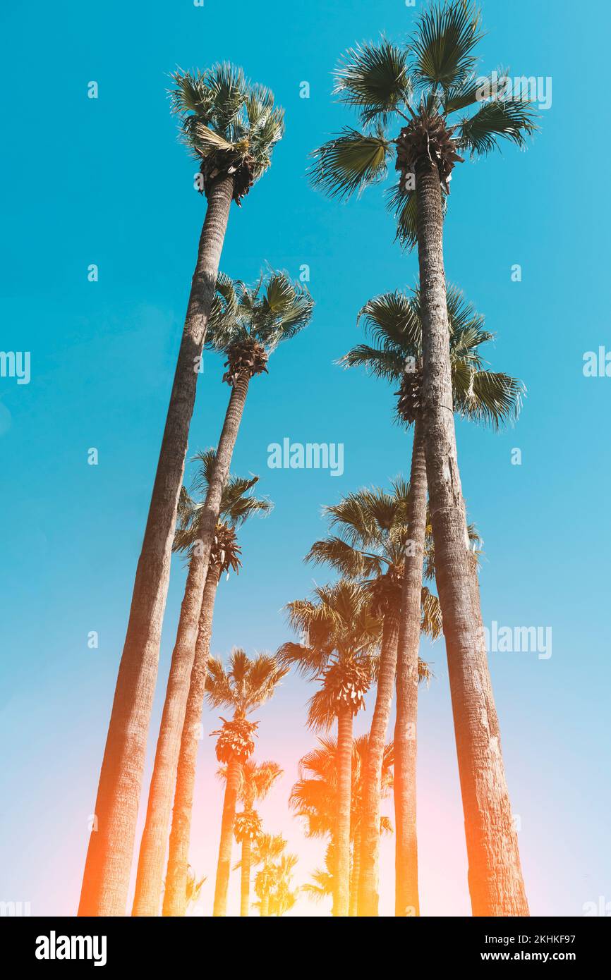 Palms at sunset. Silhouettes of tropical palms against the background of the summer evening sky. Relax, rest, vacation concept. High quality photo Stock Photo