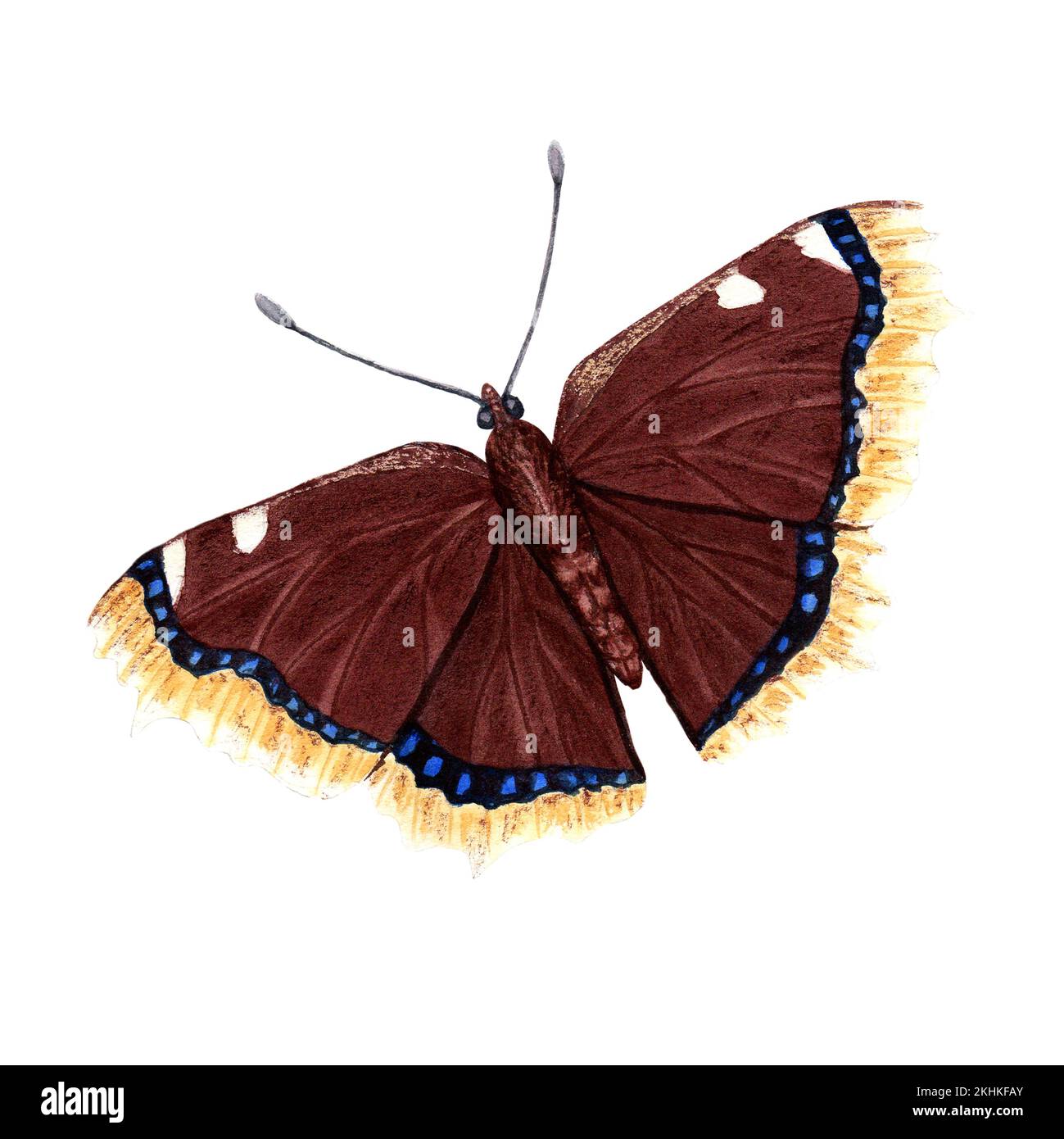 Mourning cloak butterfly hand drawn watercolor illustration isolated on white background for card, invitation, clip art Stock Photo