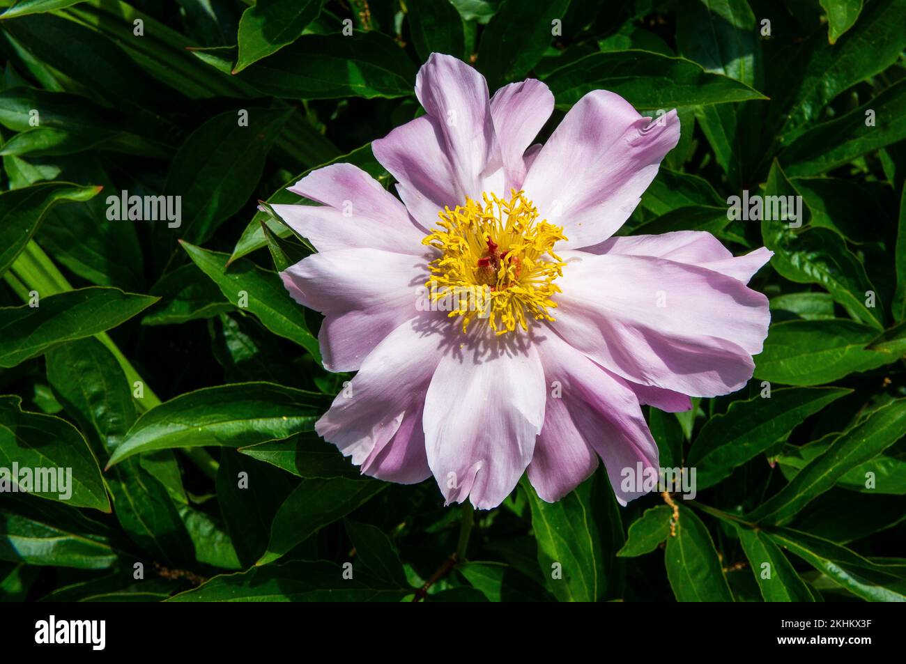 Close up of flowering Garden Peony, Paeonia sp., in Pruhonice, Czech Republic, on June 3, 2022. (CTK Photo/Libor Sojka) Stock Photo