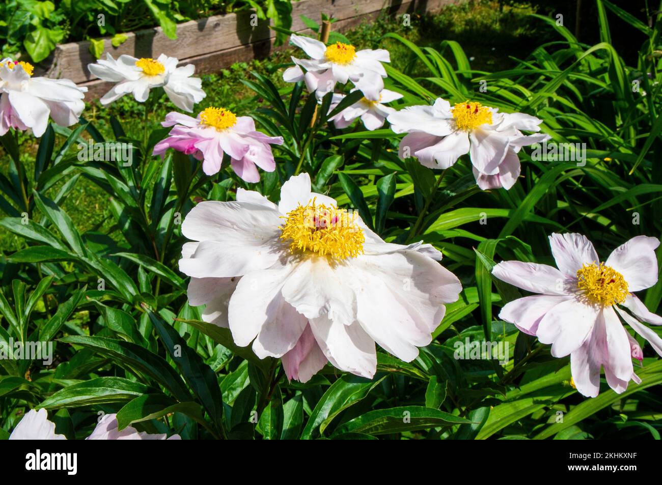 Close up of flowering Garden Peony, Paeonia sp., in Pruhonice, Czech Republic, on June 3, 2022. (CTK Photo/Libor Sojka) Stock Photo
