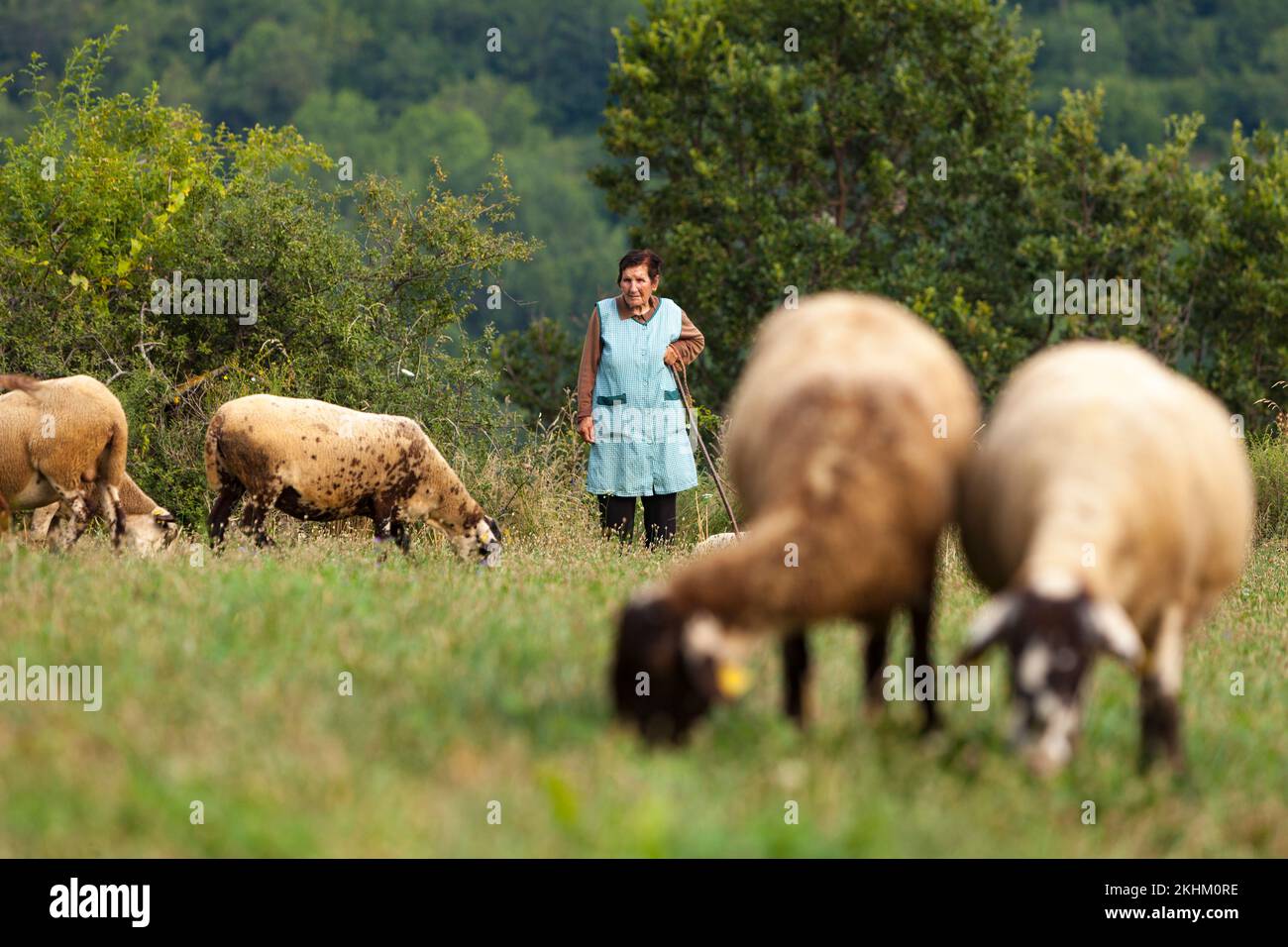 Marina Vilalta i Fajula, Catalonia's oldest active female shepherd (distinguished with Creu de Sant Jordi in Summer 2022) Stock Photo