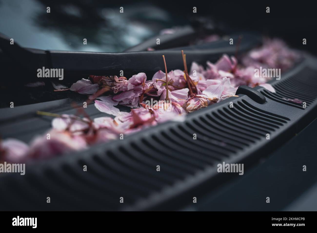 Cherry Blossoms On A Car Windshield Stock Photo Alamy