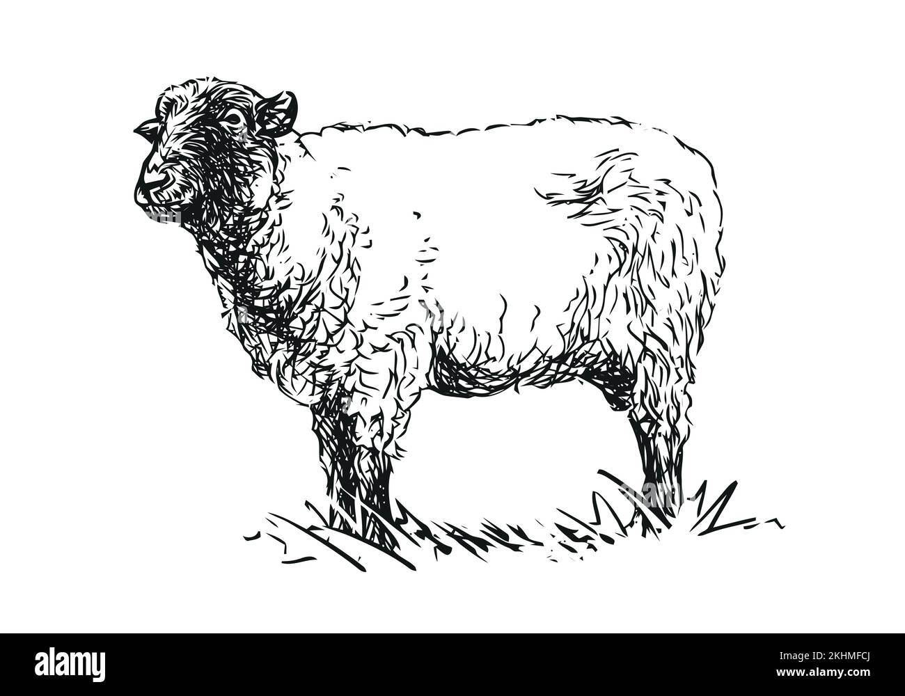 sheep farm animal, hand drawn illustration Stock Vector Image & Art