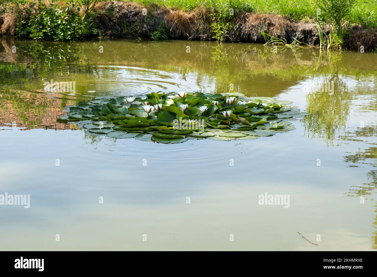 Nymphaea alba l hi-res stock photography and images - Alamy