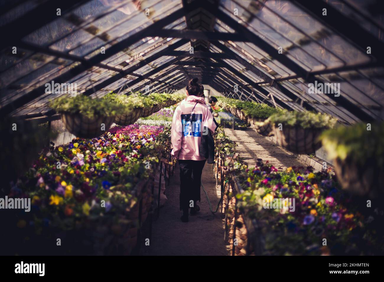 A rear view of a young girl in pink hoodie in flower greenhouse under ...