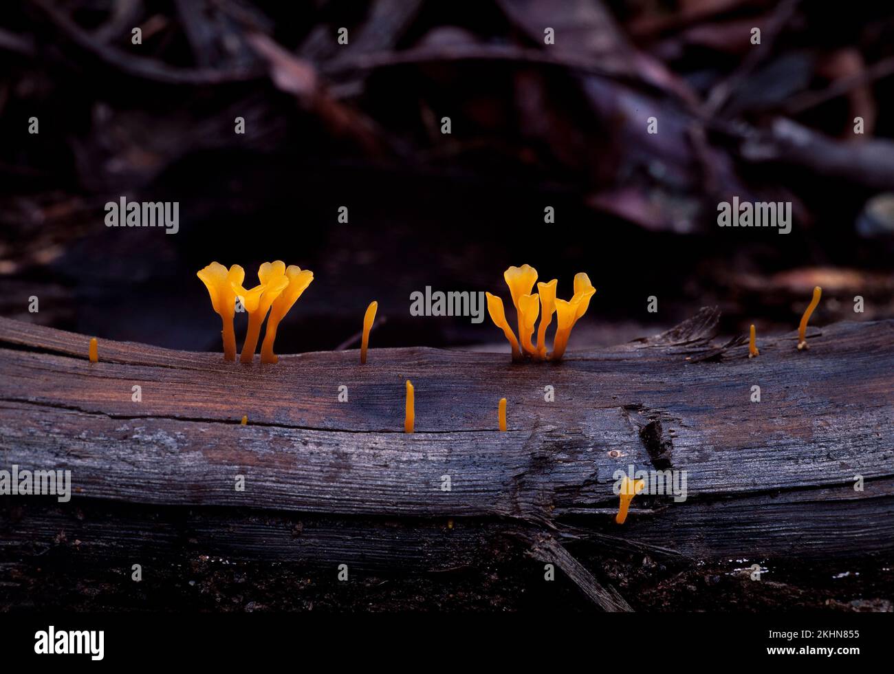 Orange jelly fungi growing on a rotten log, Sarawak, Borneo, East Malaysia Stock Photo