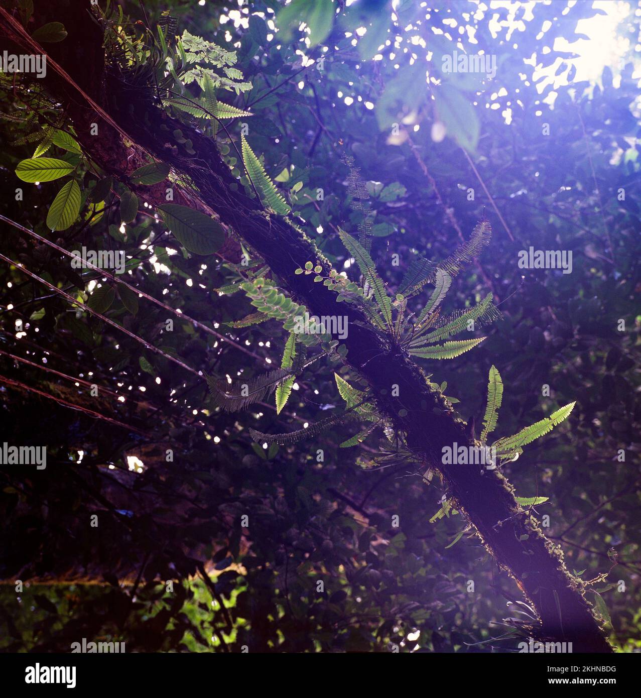 Jungle ferns growing on a branch, Sarawak, Borneo, East Malaysia Stock Photo