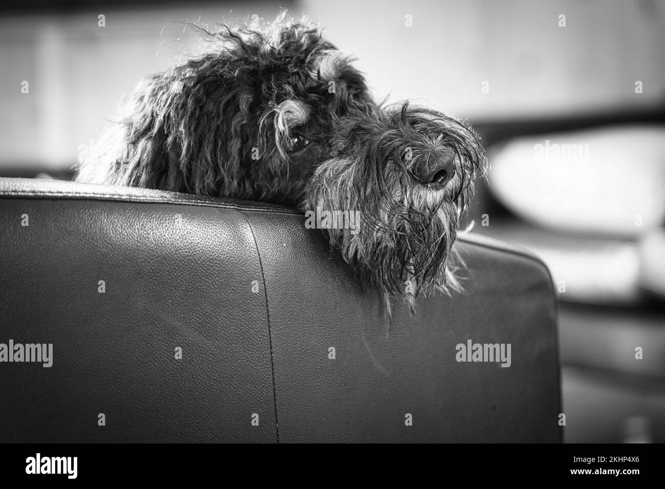 Goldendoodle lying relaxed on armchair shot in black and white. Family dog chilling. Animal photo of dog Stock Photo