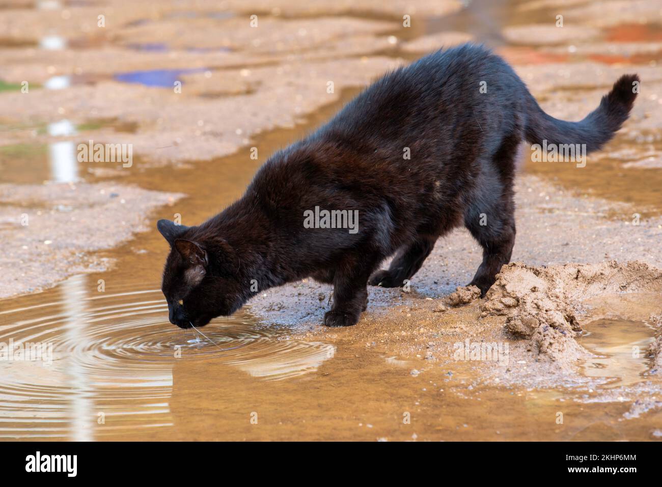 Cat drinking from a mud puddle hires stock photography and images Alamy