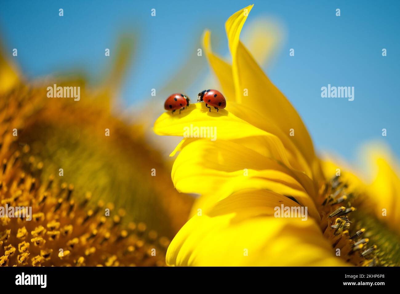 Two ladybugs on a yellow flower. High quality photo Stock Photo