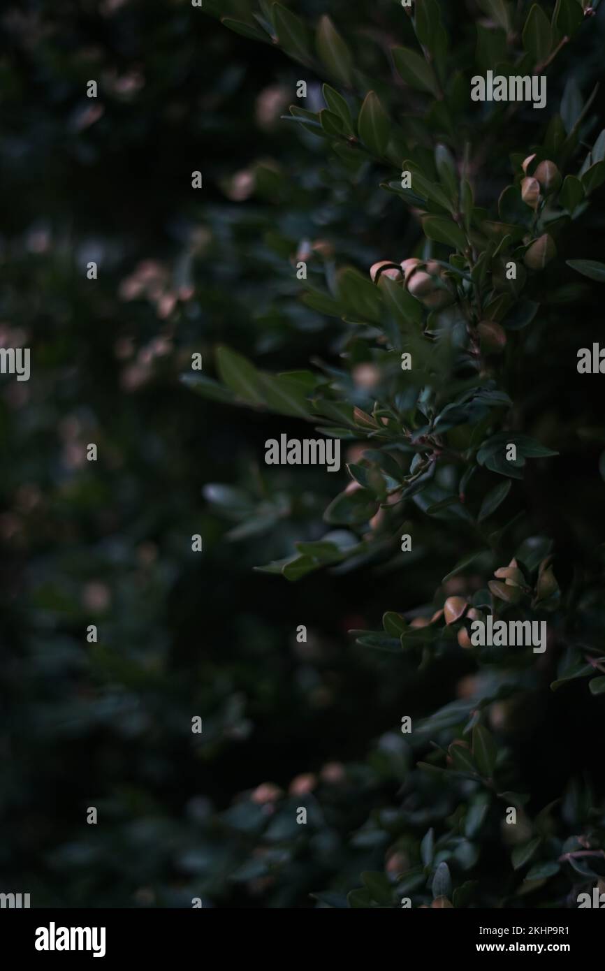 A vertical close-up shot of a dark green common box plant perfect for ...