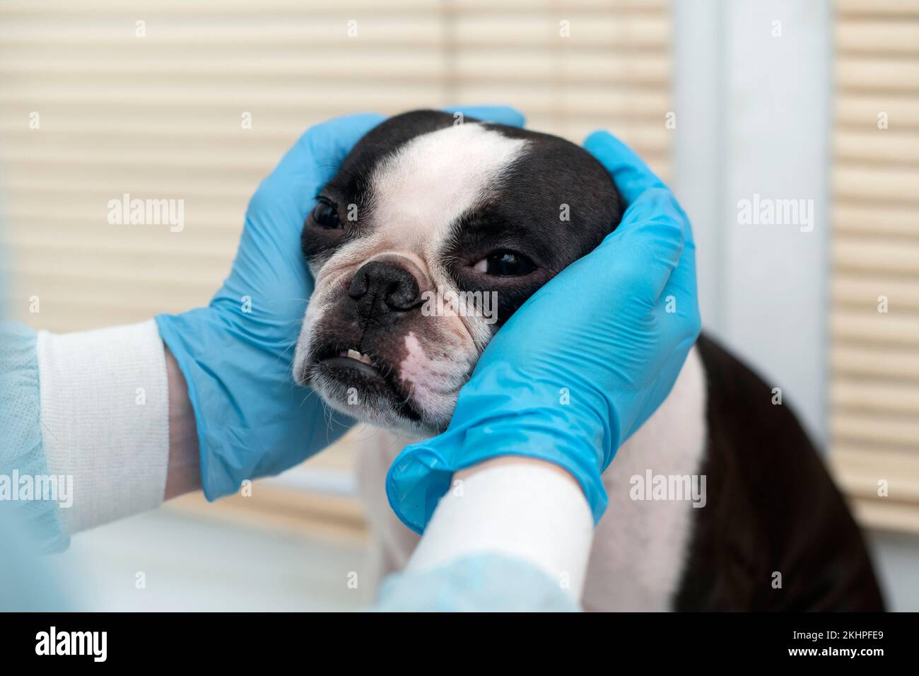 boston terrier pet dog on reception at veterinary doctor in vet clinic. Animal care concept. Veterinary Services.  Stock Photo