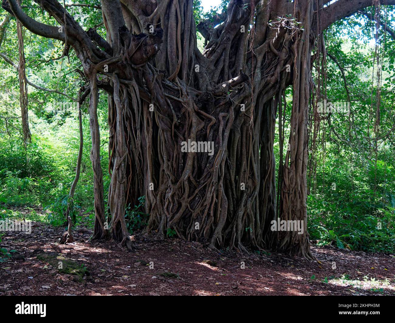 Roots of Banyan tree in Cabo de Rama Fort in Goa India 10 14 2022 Stock Photo