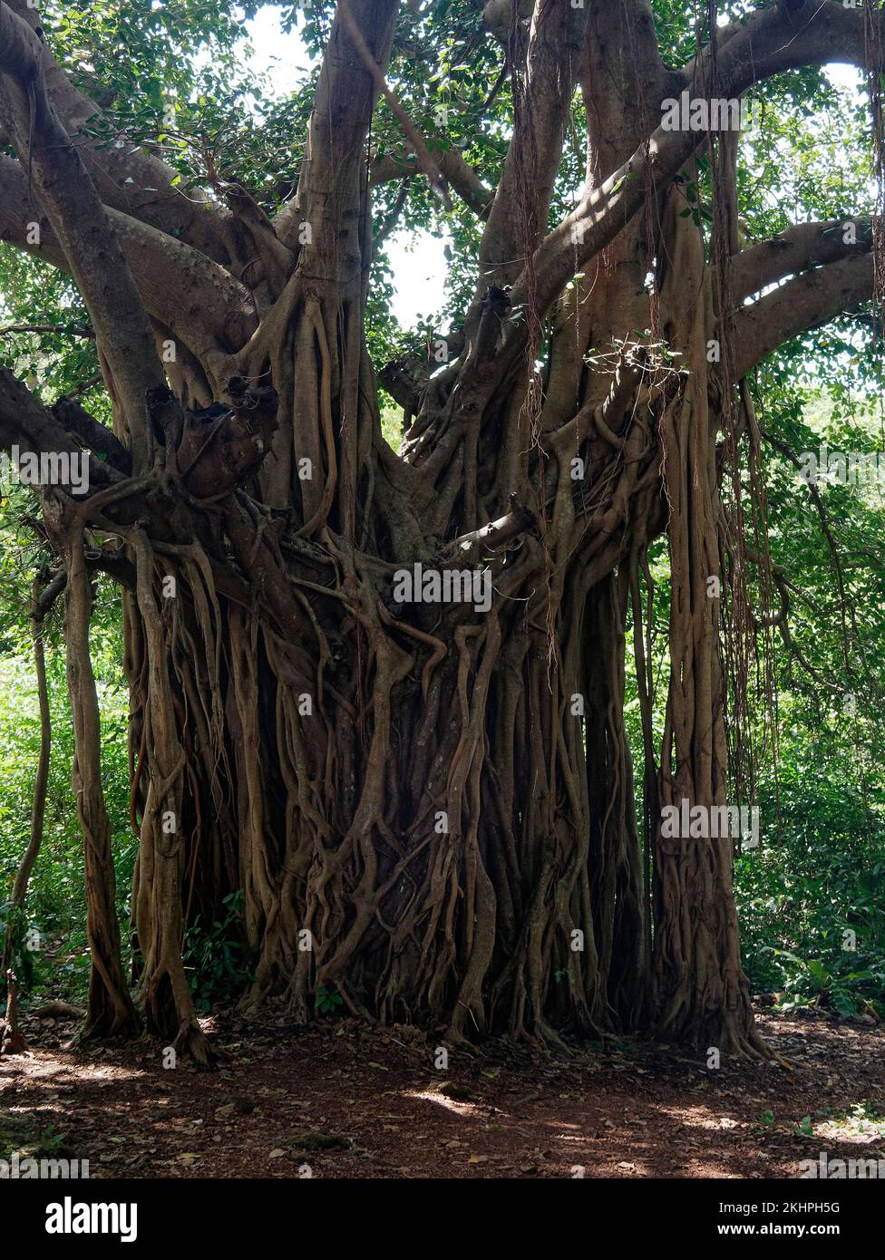 Roots of Banyan tree in Cabo de Rama Fort in Goa India 10 14 2022 Stock Photo
