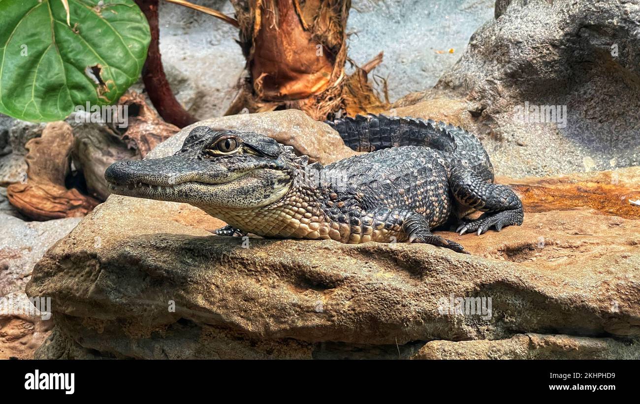 A closeup shot of a baby American alligator crawling on the rocks in the daylight Stock Photo