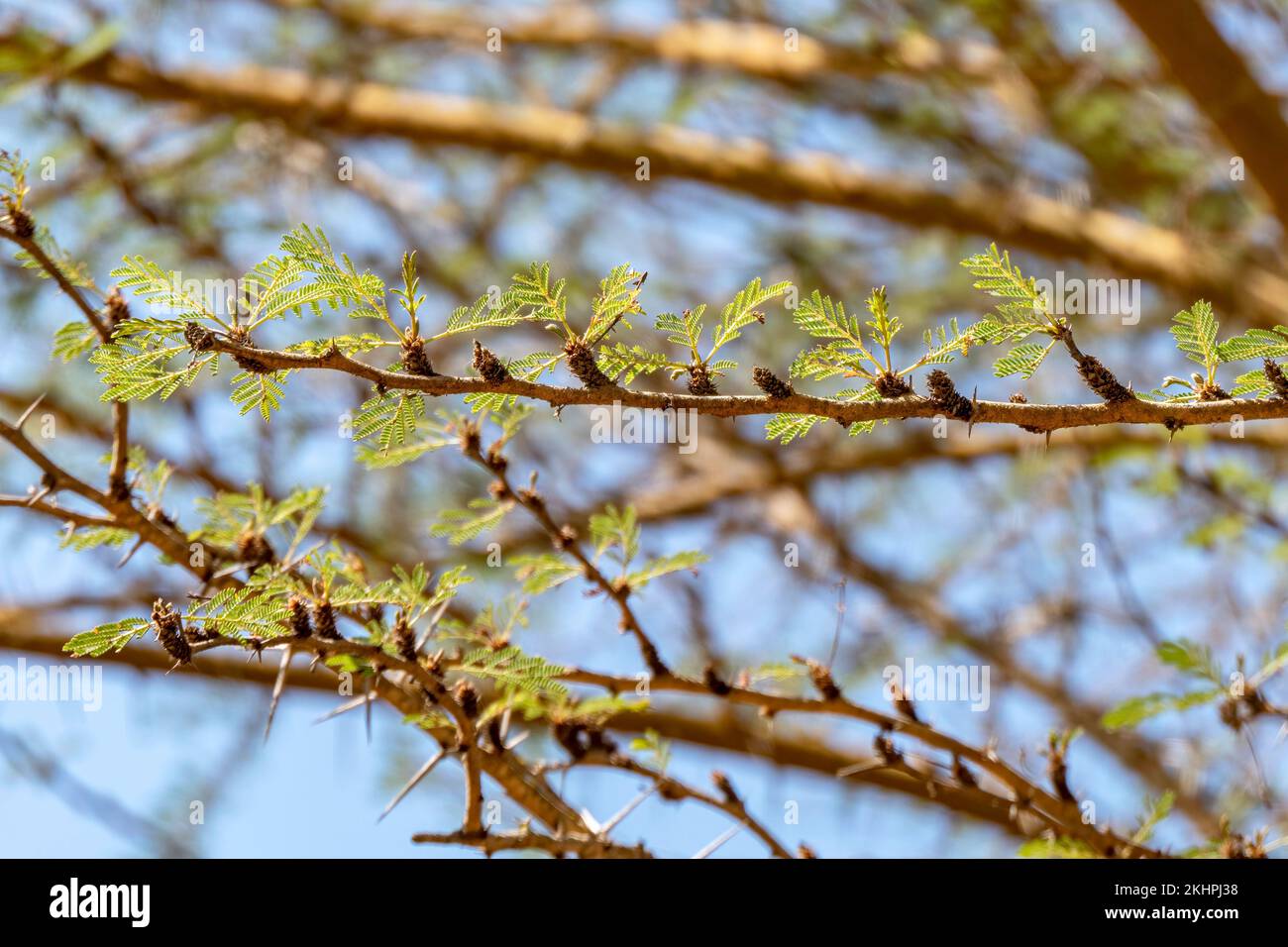 Acacia tree branches with thorns and young green leaves close up Stock Photo