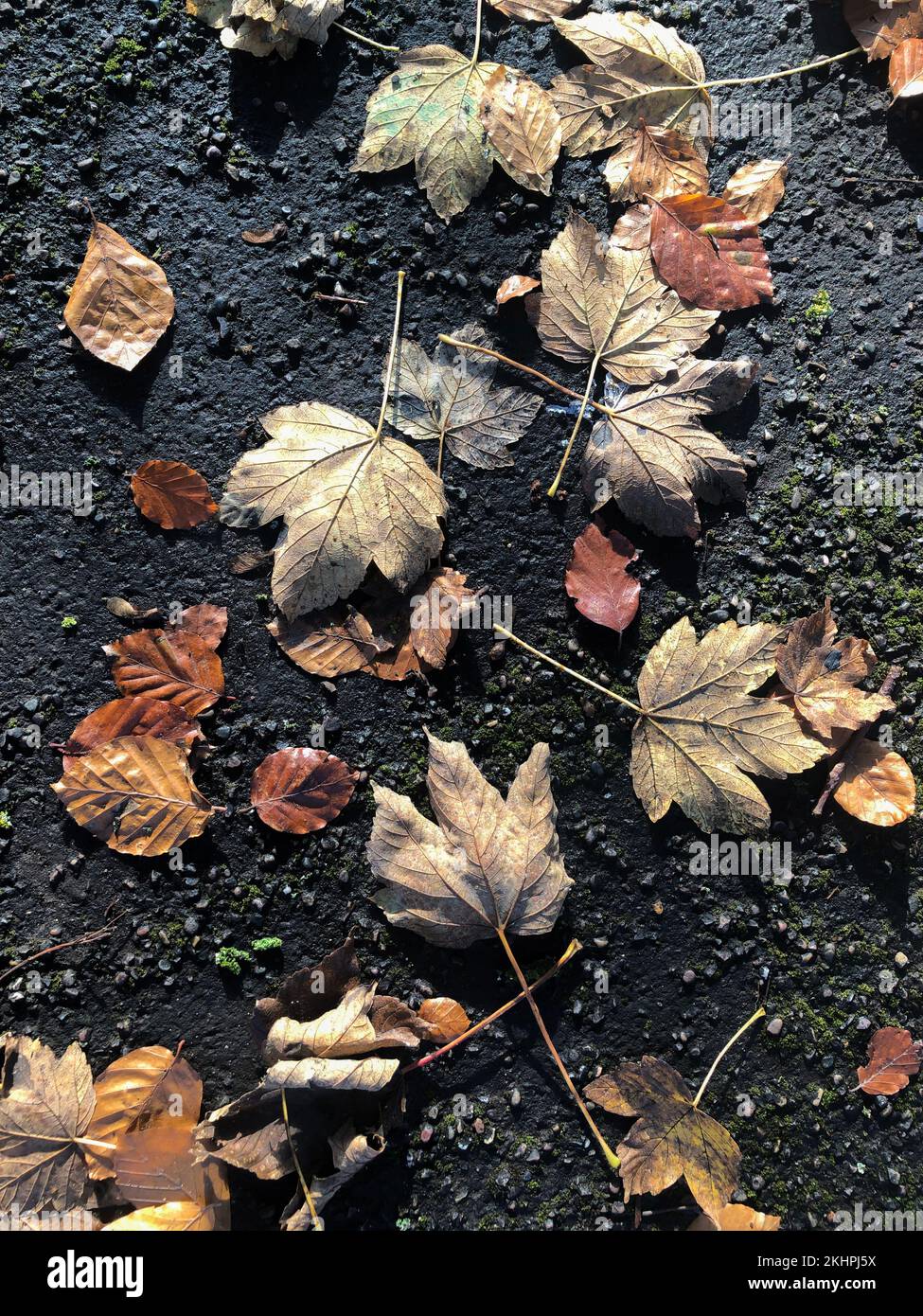 Fallen dried brown leaves scattered on a tarmac road Stock Photo - Alamy