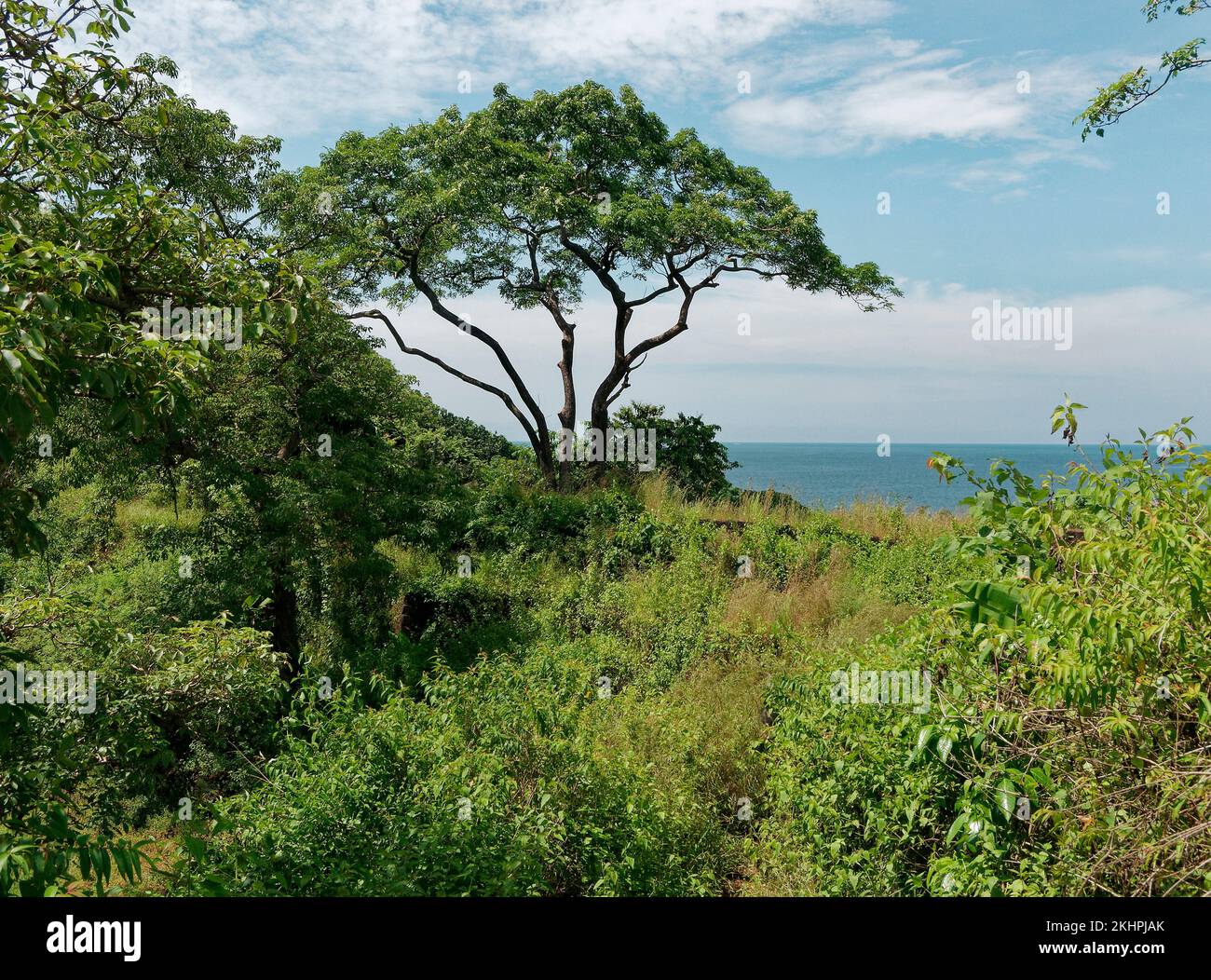 Gigantic tree in wild vegetation at Cabo de Rama Fort in Goa India 10 14 2022 Stock Photo