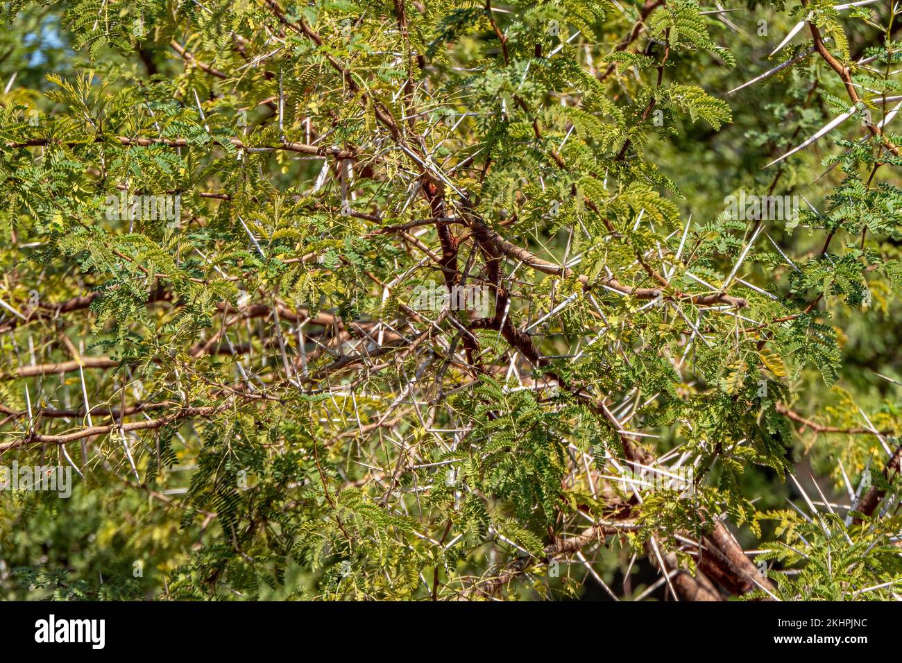 Acacia tree branches with thorns and young green leaves close up Stock Photo