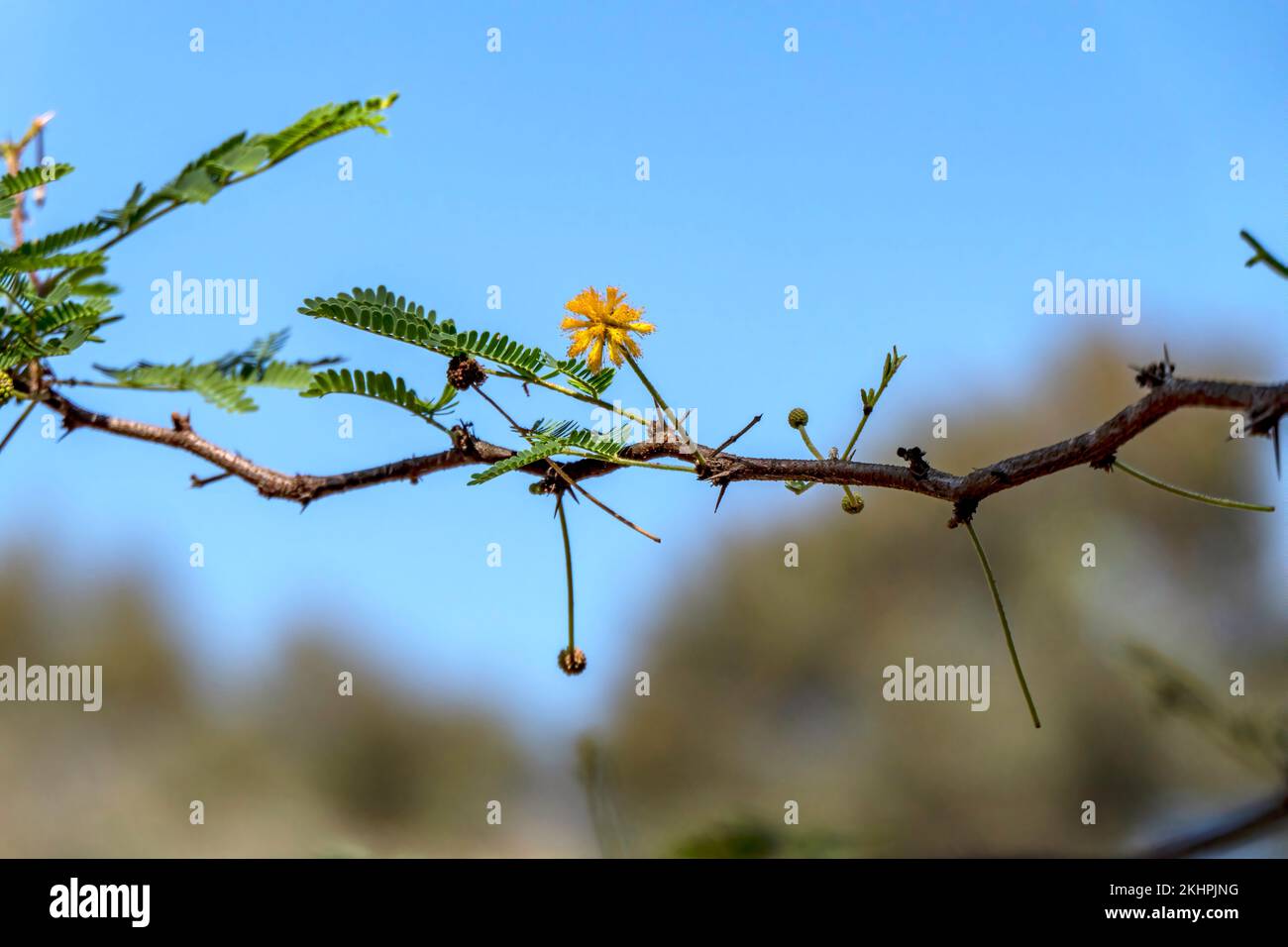 Acacia tree branches with thorns and young green leaves close up Stock Photo