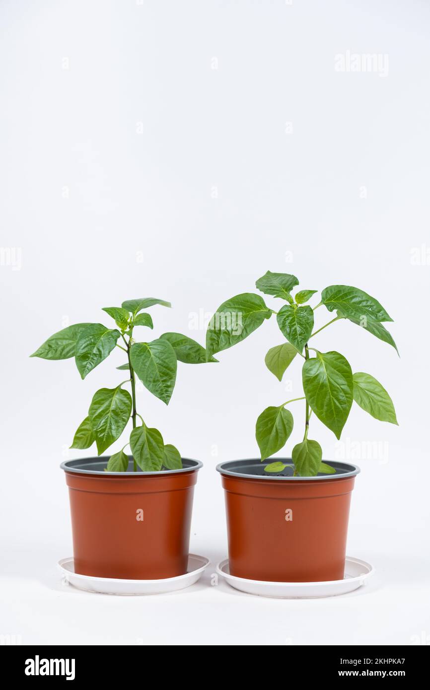 Growing peppers from seeds. Step 9 - first flowers, blossoms Stock Photo