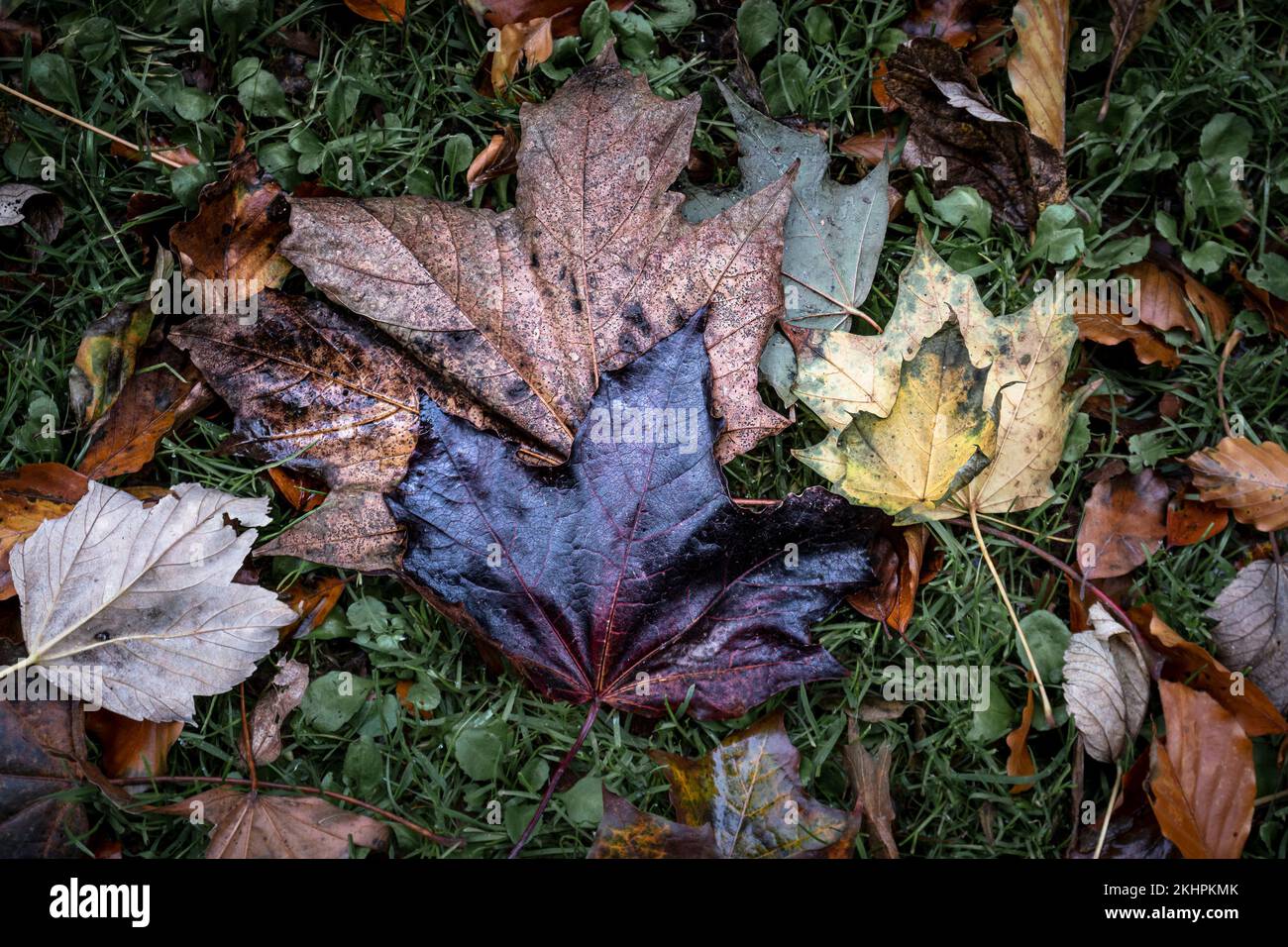 Vibrant rich colours of a dead Sycamore Acer pseudoplatanus leaves lying on the ground in the Autumn in England in the UK. Stock Photo