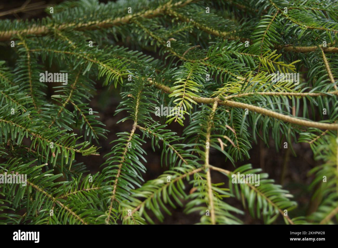 A close-up of a fir tree leaves perfect for textures and backgrounds ...