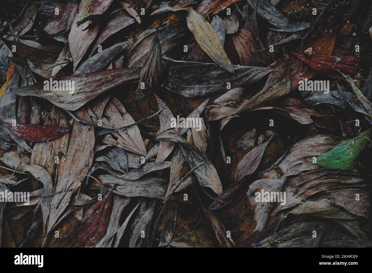 A top view of dried leaves on the ground on a cold autumn day Stock ...