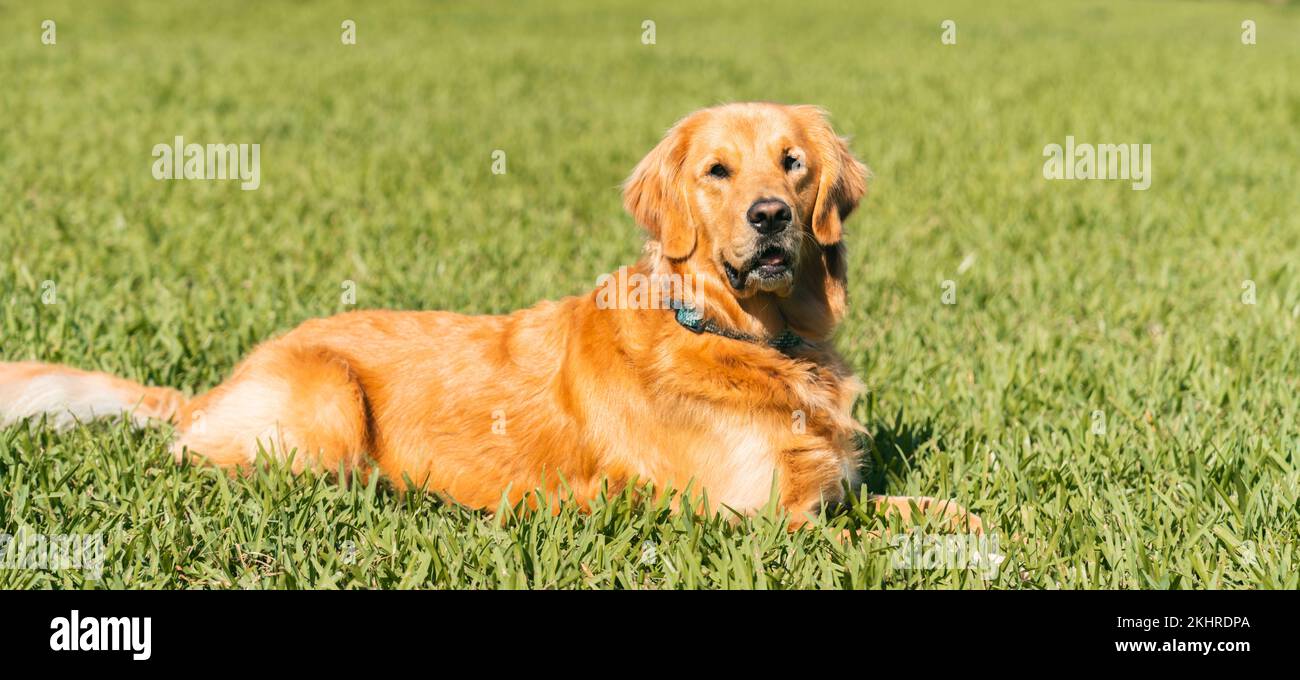 A panorama of a cute golden retriever laying on grass Stock Photo - Alamy