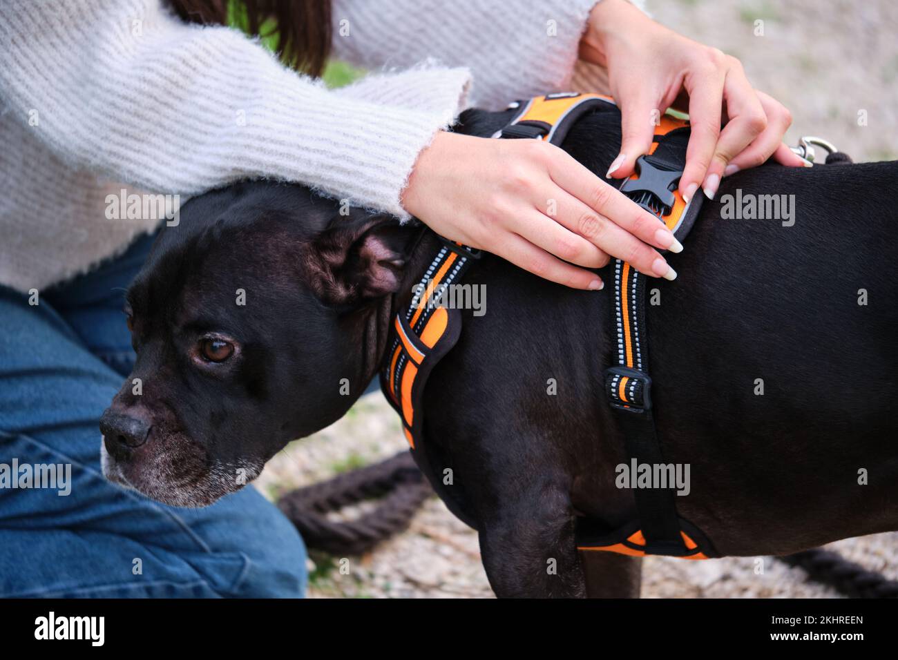 Dog harness hi-res stock photography and images - Alamy