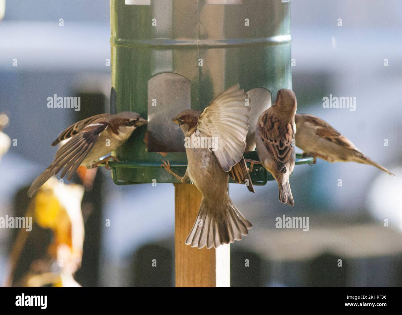 HOUSE SPARROWS quarrel at the seed dispenser Stock Photo