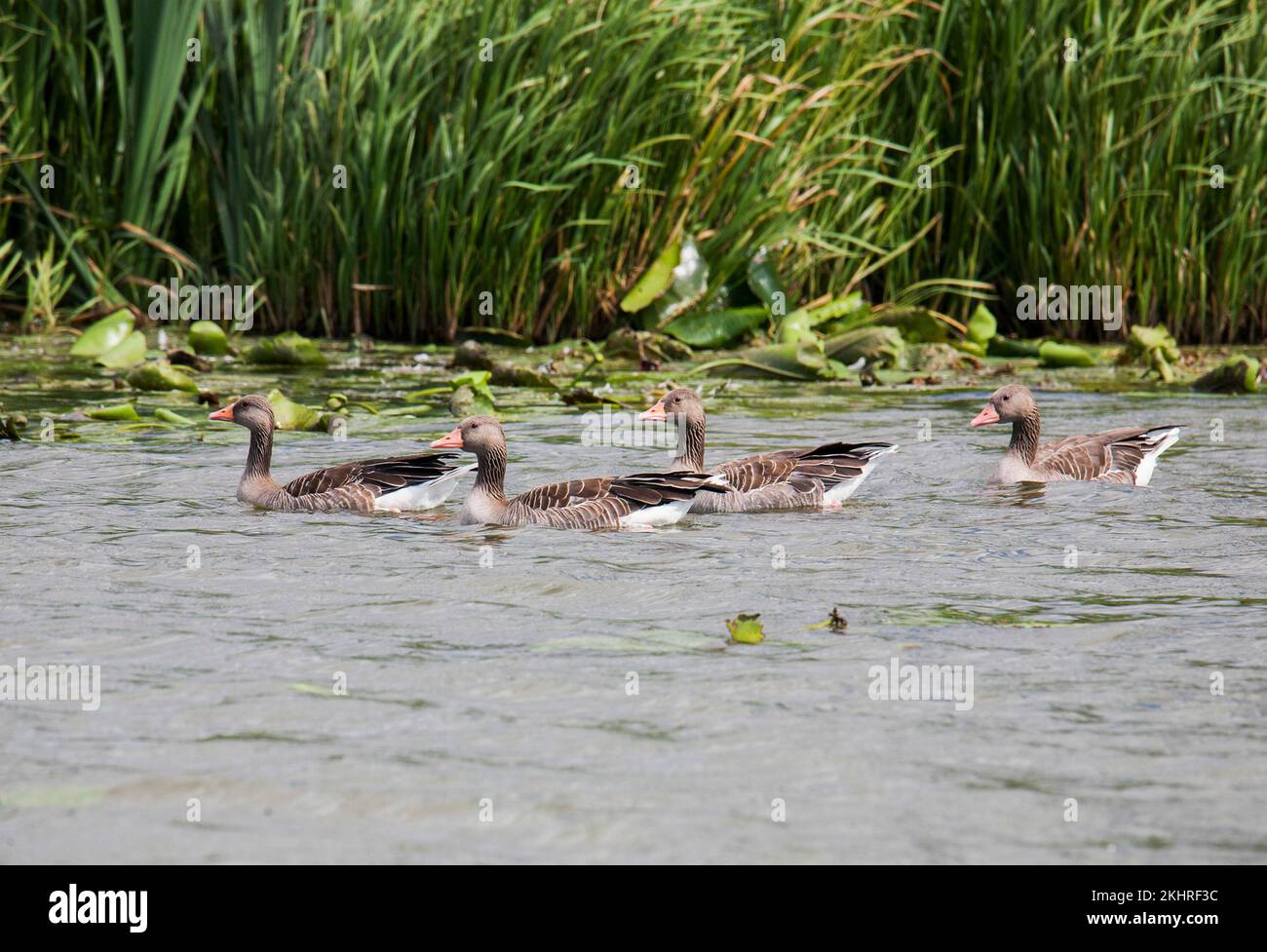 GEESE Anser Anser mixed flock of geese Stock Photo