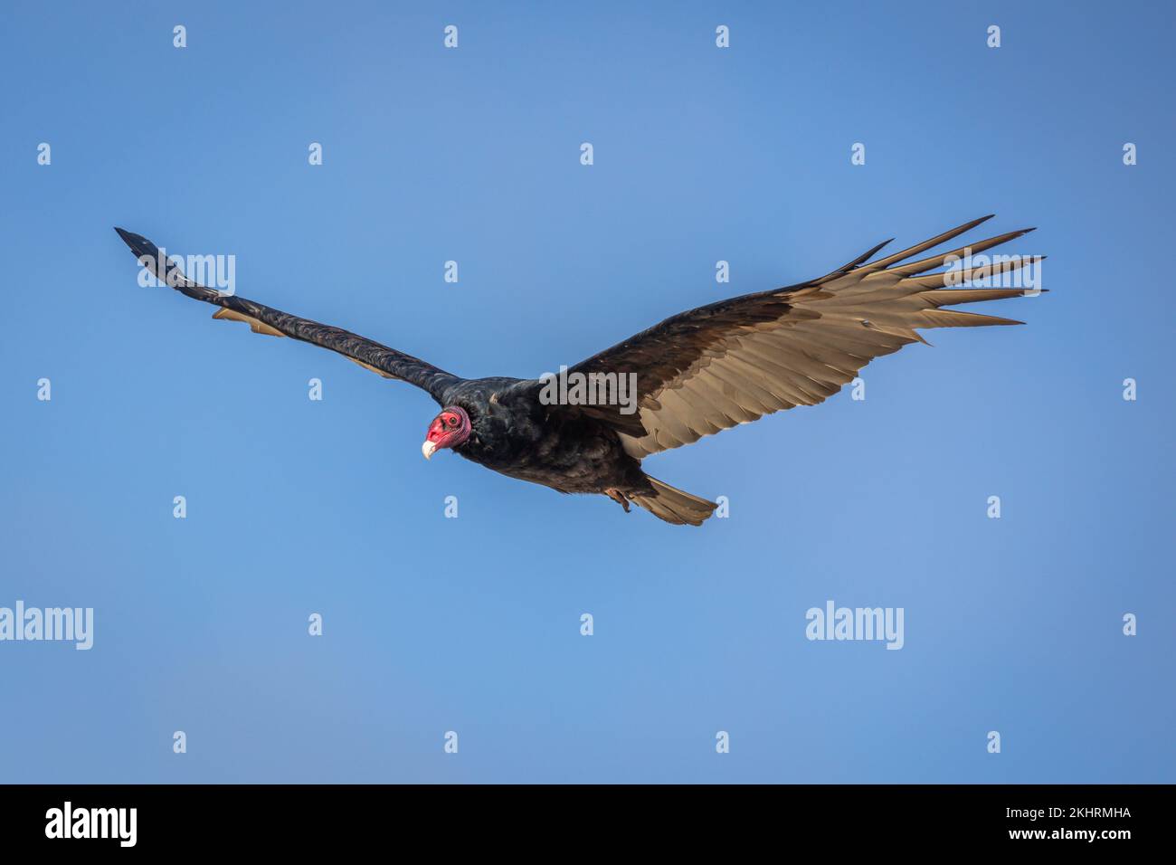 The california condor soaring through the air with a wingspan of 3